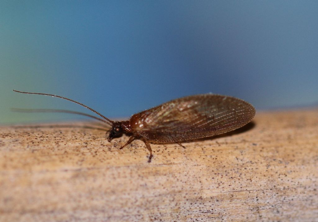 Hemerobius stigma (Hemerobiidae)